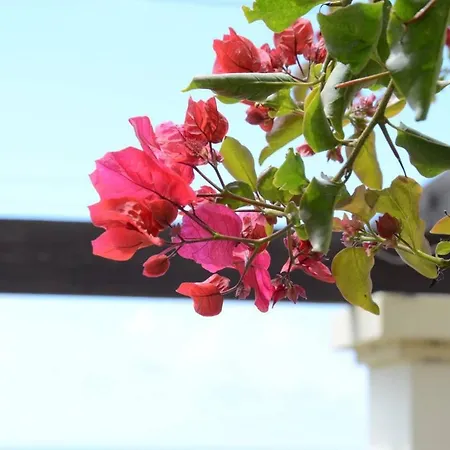 With 2 Bedrooms In Funchal With Wonderful Sea View Furnished Garden And Wifi 8 Km From The Beach Apartment *